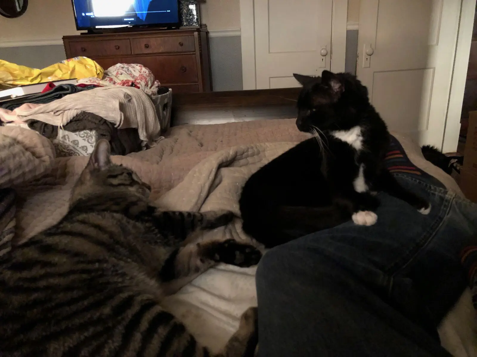 Thomas, Jones, Missy, and Cass photo 180