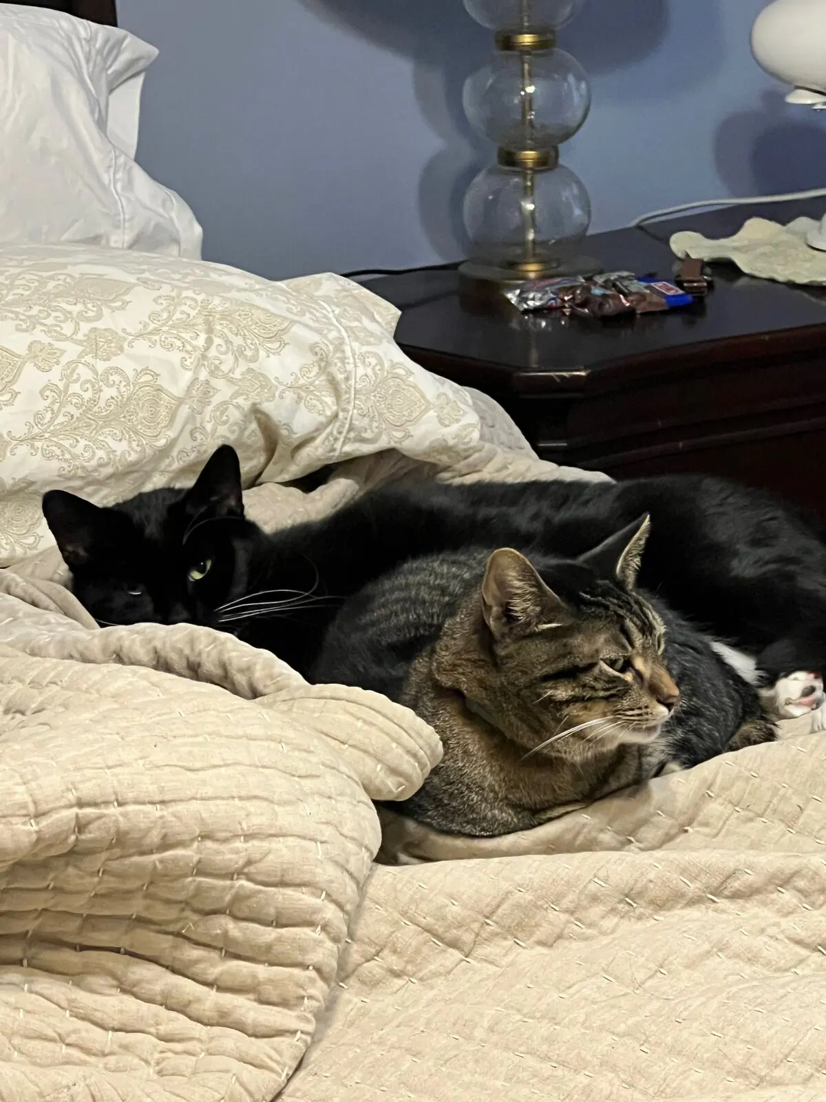 Thomas, Jones, Missy, and Cass photo 35