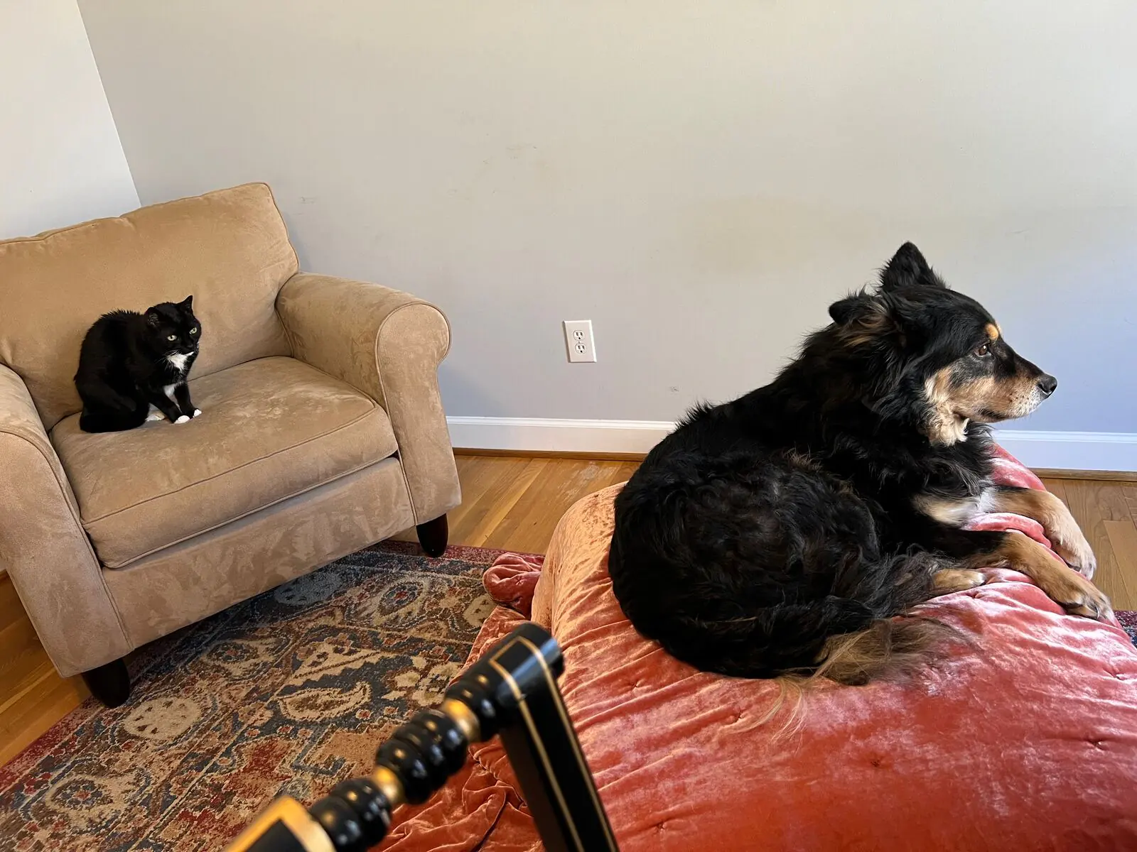 Thomas, Jones, Missy, and Cass photo 63